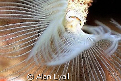 White tufted worm by Alan Lyall 